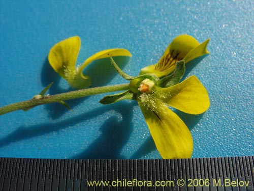 Image of Viola reichei (). Click to enlarge parts of image.