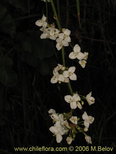 Image of Libertia chilensis (Calle-calle / Tequel-tequel). Click to enlarge parts of image.