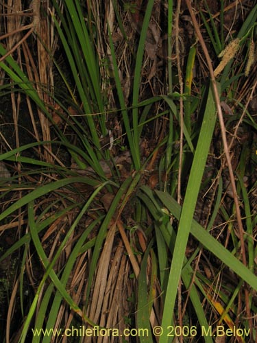 Image of Libertia chilensis (Calle-calle / Tequel-tequel). Click to enlarge parts of image.