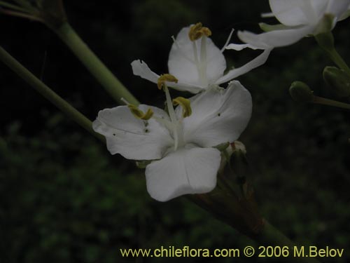 Image of Libertia chilensis (Calle-calle / Tequel-tequel). Click to enlarge parts of image.