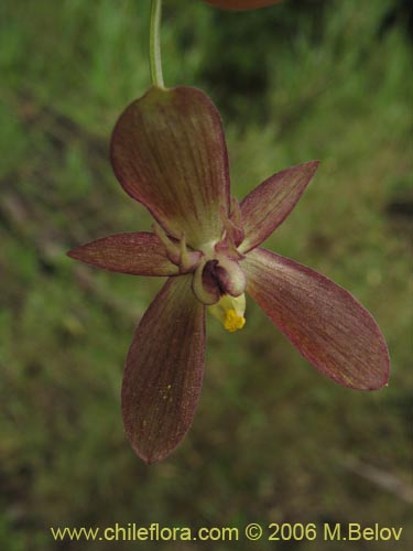 Gilliesia montanaの写真