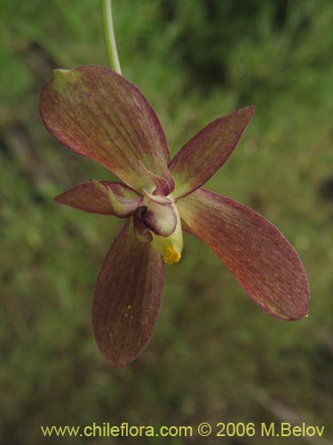 Gilliesia montanaの写真