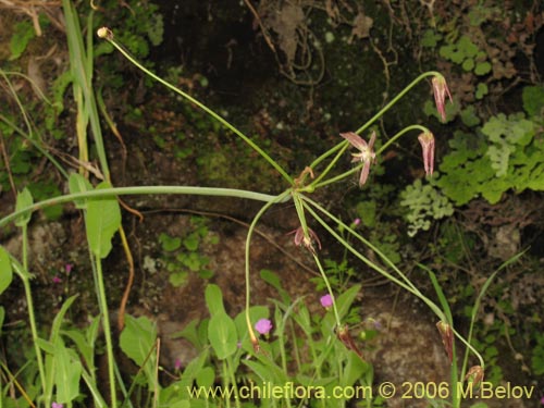 Gilliesia montanaの写真