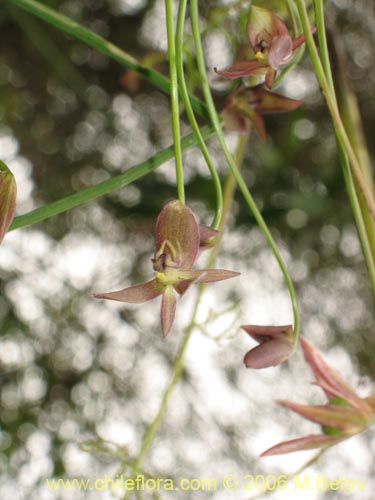 Gilliesia montanaの写真