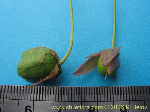 Gilliesia montanaの写真