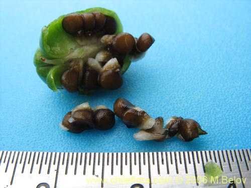 Gilliesia montanaの写真