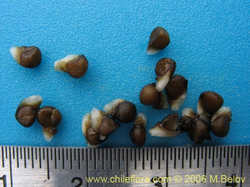 Gilliesia montanaの写真