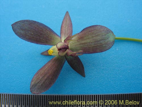 Gilliesia montanaの写真