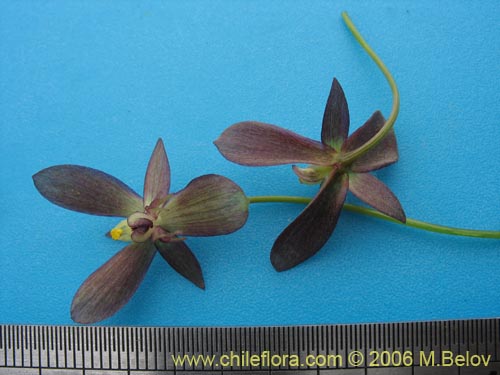 Gilliesia montanaの写真