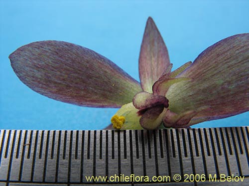 Gilliesia montanaの写真