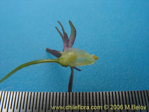 Gilliesia montanaの写真