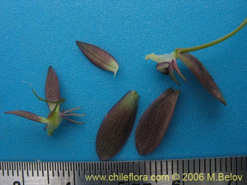 Gilliesia montanaの写真