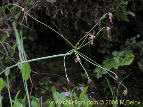 Gilliesia montanaの写真