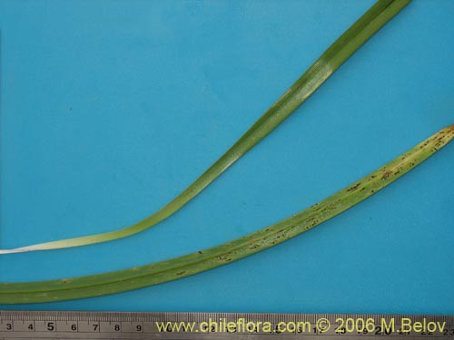 Gilliesia montanaの写真