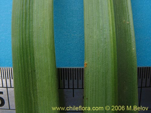 Gilliesia montanaの写真