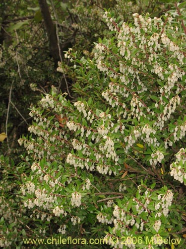 Image of Gaultheria phillyreifolia (Chaura común). Click to enlarge parts of image.