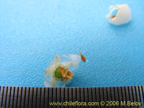 Image of Gaultheria phillyreifolia (Chaura común). Click to enlarge parts of image.