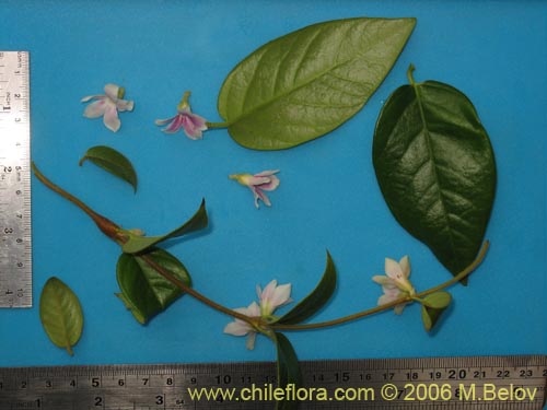 Image of Elytropus chilensis (Quilmay / Poroto del campo). Click to enlarge parts of image.