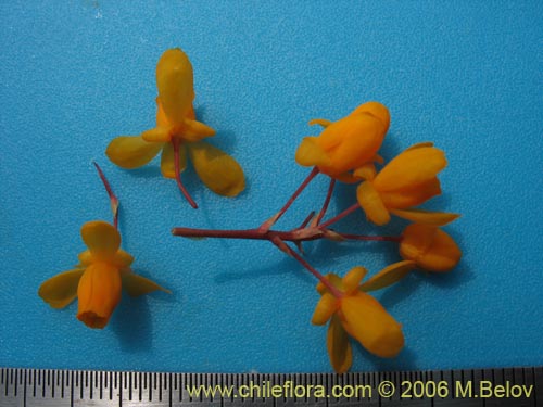 Bild von Berberis darwinii (Michay / Calafate). Klicken Sie, um den Ausschnitt zu vergrössern.