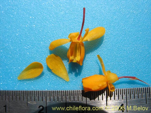 Bild von Berberis darwinii (Michay / Calafate). Klicken Sie, um den Ausschnitt zu vergrössern.