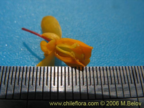 Bild von Berberis darwinii (Michay / Calafate). Klicken Sie, um den Ausschnitt zu vergrössern.