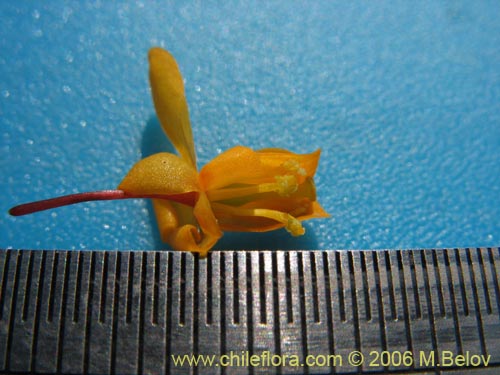 Bild von Berberis darwinii (Michay / Calafate). Klicken Sie, um den Ausschnitt zu vergrössern.