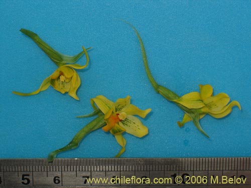 Imágen de Gavilea odoratissima (). Haga un clic para aumentar parte de imágen.