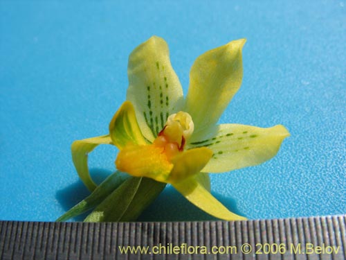 Imágen de Gavilea odoratissima (). Haga un clic para aumentar parte de imágen.