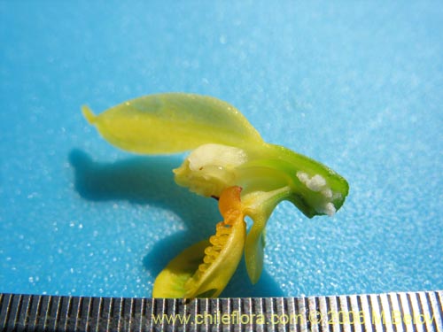 Imágen de Gavilea odoratissima (). Haga un clic para aumentar parte de imágen.