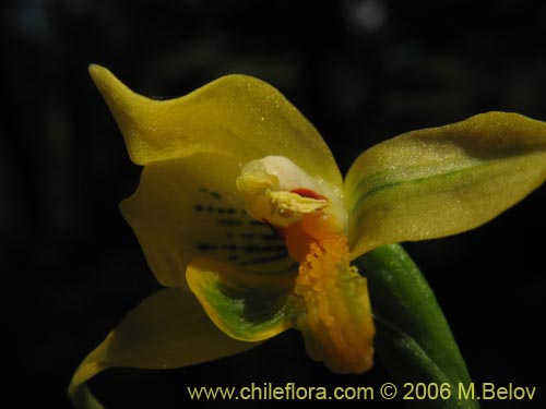 Imágen de Gavilea odoratissima (). Haga un clic para aumentar parte de imágen.