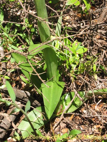 Imágen de Gavilea odoratissima (). Haga un clic para aumentar parte de imágen.