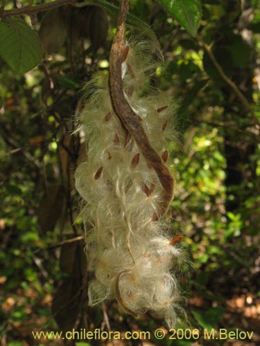 Image of Elytropus chilensis (Quilmay / Poroto del campo). Click to enlarge parts of image.