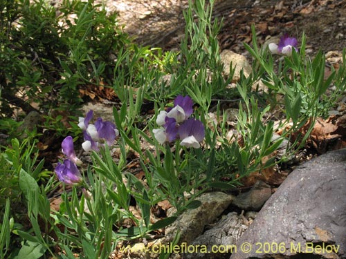 Image of Lathyrus sp. #3069 (). Click to enlarge parts of image.