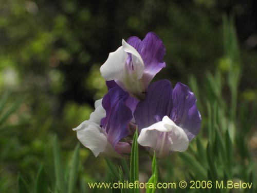 Image of Lathyrus sp. #3069 (). Click to enlarge parts of image.