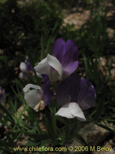 Image of Lathyrus sp. #3069 (). Click to enlarge parts of image.