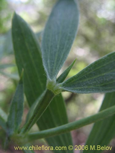 Image of Lathyrus sp. #3069 (). Click to enlarge parts of image.