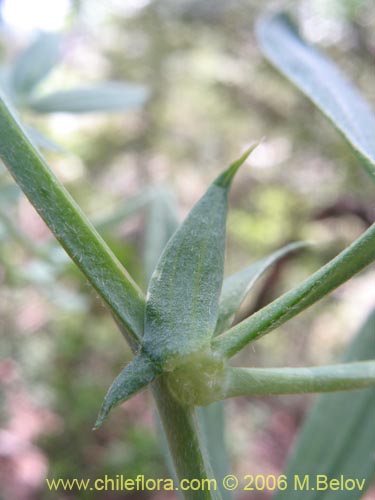 Image of Lathyrus sp. #3069 (). Click to enlarge parts of image.