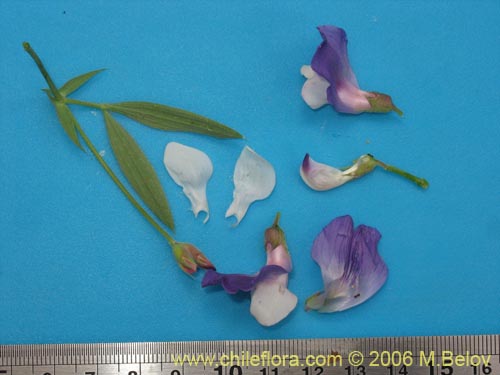 Lathyrus sp. #3069의 사진
