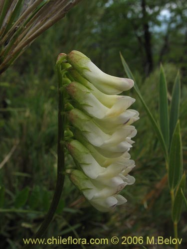 Bild von Vicia magnifolia (Arvejilla). Klicken Sie, um den Ausschnitt zu vergrössern.