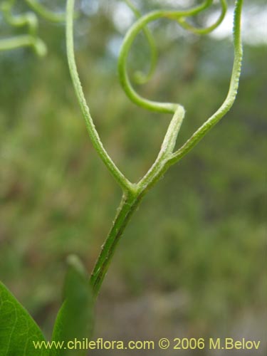 Bild von Vicia magnifolia (Arvejilla). Klicken Sie, um den Ausschnitt zu vergrössern.