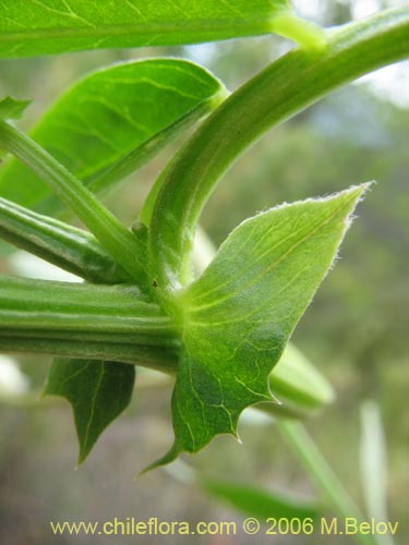Bild von Vicia magnifolia (Arvejilla). Klicken Sie, um den Ausschnitt zu vergrössern.