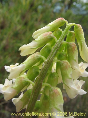 Bild von Vicia magnifolia (Arvejilla). Klicken Sie, um den Ausschnitt zu vergrössern.