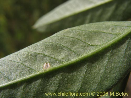 Bild von Vicia magnifolia (Arvejilla). Klicken Sie, um den Ausschnitt zu vergrössern.