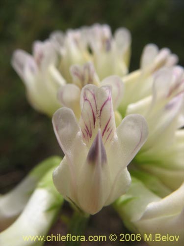 Bild von Vicia magnifolia (Arvejilla). Klicken Sie, um den Ausschnitt zu vergrössern.