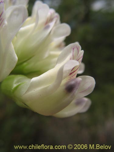 Bild von Vicia magnifolia (Arvejilla). Klicken Sie, um den Ausschnitt zu vergrössern.