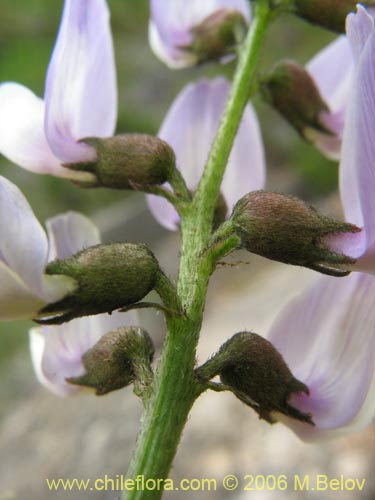 Bild von Astragalus sp. #1528 (). Klicken Sie, um den Ausschnitt zu vergrössern.