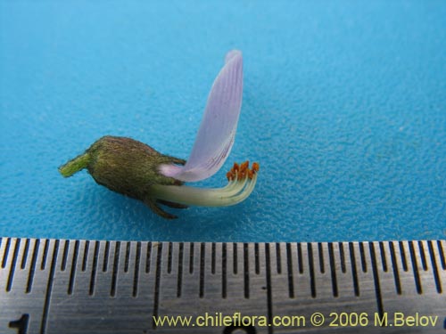 Bild von Astragalus sp. #1528 (). Klicken Sie, um den Ausschnitt zu vergrössern.