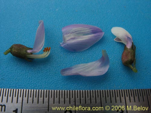 Bild von Astragalus sp. #1528 (). Klicken Sie, um den Ausschnitt zu vergrössern.