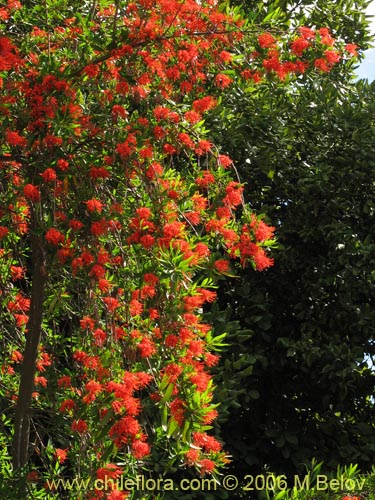 Image of Embothrium coccineum (Notro, ciruelillo). Click to enlarge parts of image.