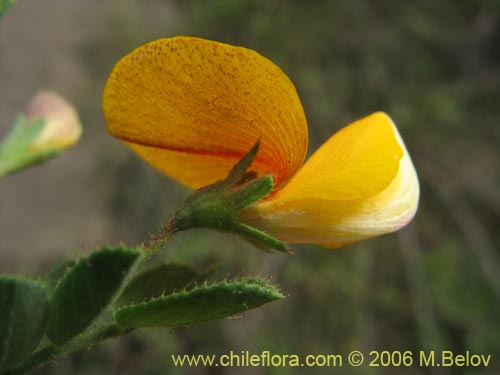 Image of Adesmia sp. #1530 (). Click to enlarge parts of image.